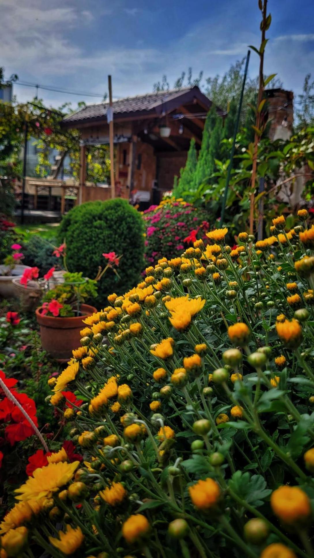 Casa Alba Hotel Năvodari Стая снимка